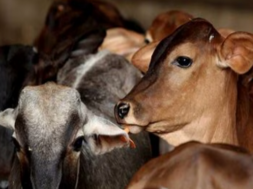 cow