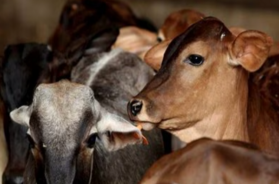 cow