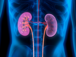 kidney
