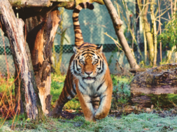 tiger