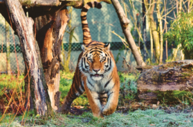 tiger