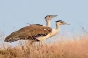 DHORAD BIRD