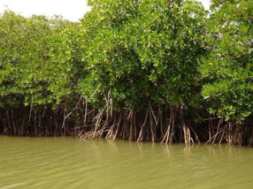 GUJARAT TREE