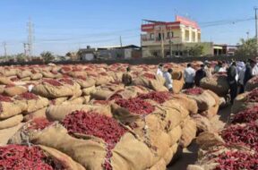 Gondal market yard,