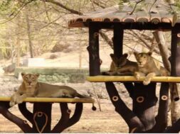 Lion in Rajkor zoo