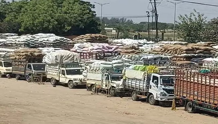 રાજકોટ યાર્ડમાં ધાણા, ઘઉં જીરૂ અને કપાસની ધૂમ આવક, યાર્ડ બહાર 2500 વાહનોની લાંબી લાઈનો