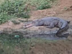 crocodile