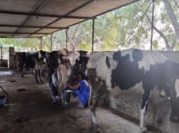 dairy farm
