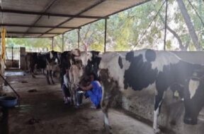 dairy farm