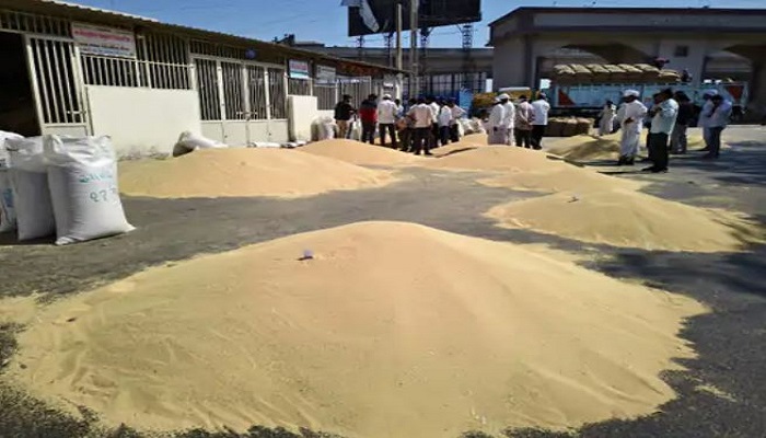 ડીસા યાર્ડમાં રાજગરાની 5000 બોરીની આવક, પુરતા ભાવ ન મળતા ખેડુતોમાં અસંતોષ