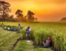 farmer