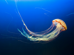 jelifish
