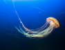 jelifish