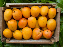 keshar mango