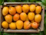 keshar mango