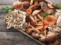 mashroom