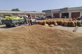 sayala yard