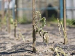 the planted plants withered