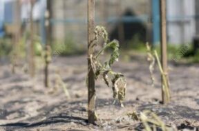 the planted plants withered