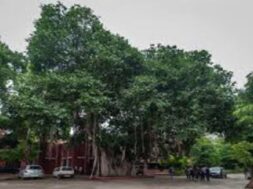 tree in ahmedabad
