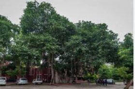 tree in ahmedabad