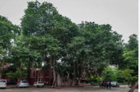 tree in ahmedabad