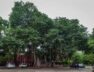 tree in ahmedabad