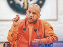 yogi