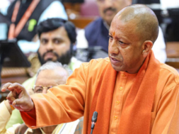 yogi