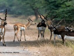 Blackbuck