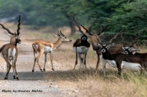 Blackbuck