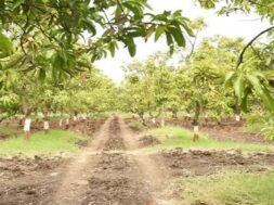 Farm