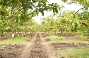 Farm