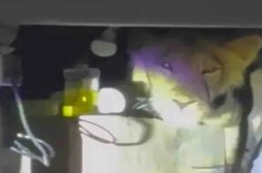 Lion in the kitchen