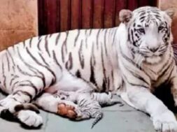 white tigress