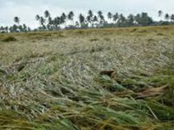 Crop damage