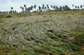 Crop damage