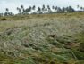 Crop damage