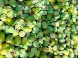 Damage to saffron mango crop