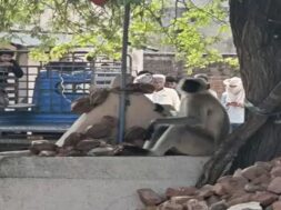 Naughty monkey