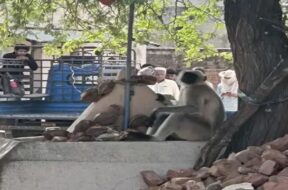 Naughty monkey