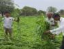 Rain damages crops