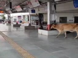 SURENDRANAGAR RAILWAY STATION, COW