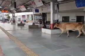 SURENDRANAGAR RAILWAY STATION, COW
