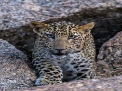 leopard