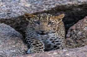 leopard