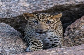 leopard