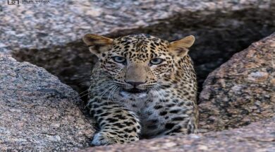 leopard