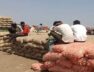 mahuva market yard