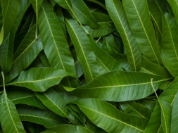 mango leaves